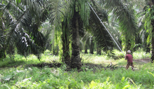 (Foto: Kartika Manurung)