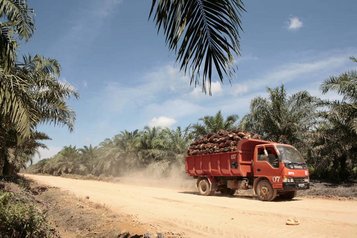Ein Lastwagen bringt frisch geerntete Ölpalmenfrüchte von einer Plantage in der indonesischen Provinz Westkalimantan zur Weiterverarbeitung in eine Fabrik. © Paul Kadarisman
