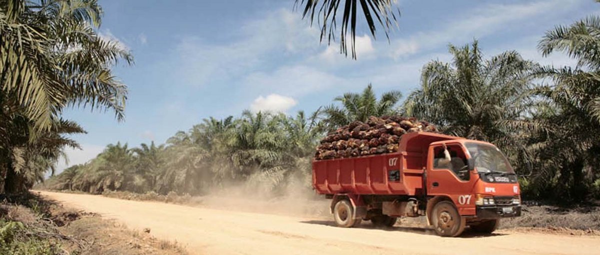 Ein Lastwagen bringt frisch geerntete Ölpalmenfrüchte von einer Plantage in der indonesischen Provinz Westkalimantan zur Weiterverarbeitung in eine Fabrik. © Paul Kadarisman
