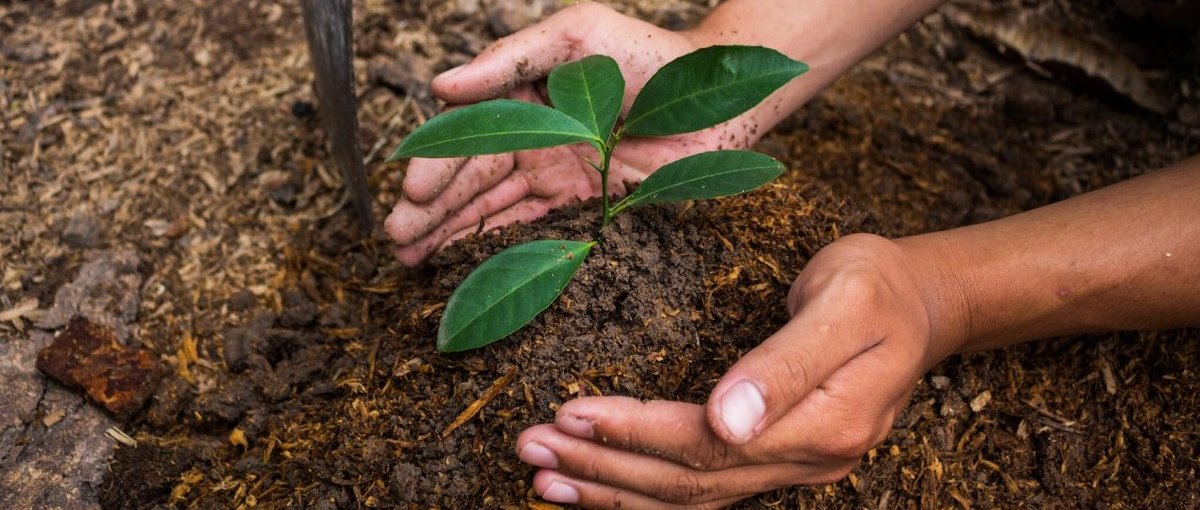 Ein Baum wird gepflanzt © Rtee Nattapong © Rtee Nattapong Setzling