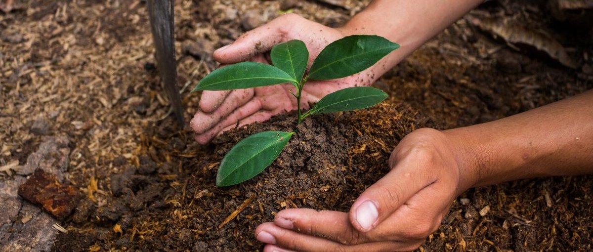 © Rtee Nattapong Seedling