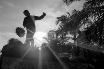 Indonesische Wanderarbeiter ernten Früchte auf einer Ölpalmenplantage in der malaysischen Provinz Sabah. © Romi Perbawa, alle Rechte vorbehalten