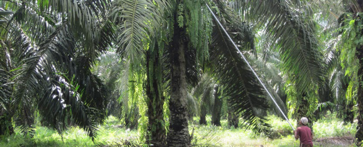 Arbeitsrechtsverletzungen Palmölindustrie