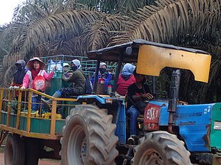 Arbeiterinnen in Palmölindustrie